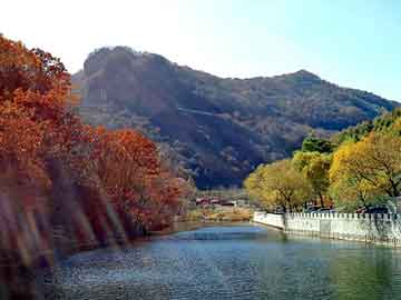 鲜奶杀菌机，百岁堂野生银杏茶